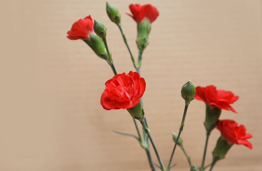 carnations, red, natural, picture, flower, flowering plant HD wallpaper