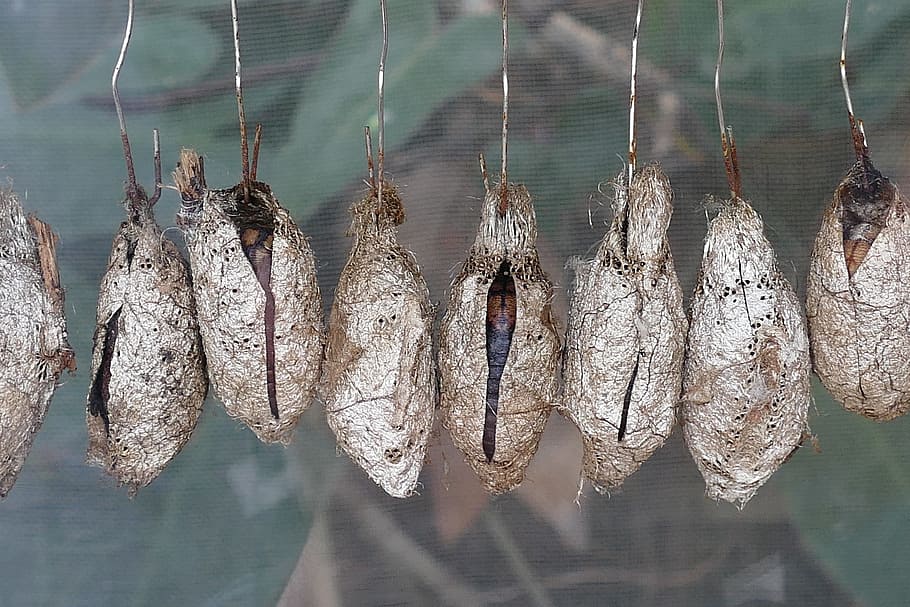 stainless steel hooks, chrysalis, cocoon, nature, insect, animal HD wallpaper