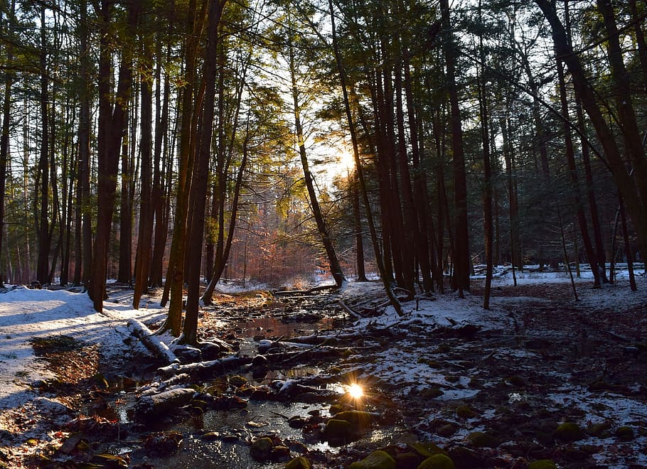 winter, snow, forest, sunlight, cold, nature, landscape, frost HD wallpaper