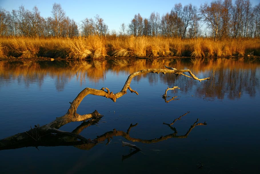 driftwood in middle of body of water, autumn, forest, lake HD wallpaper