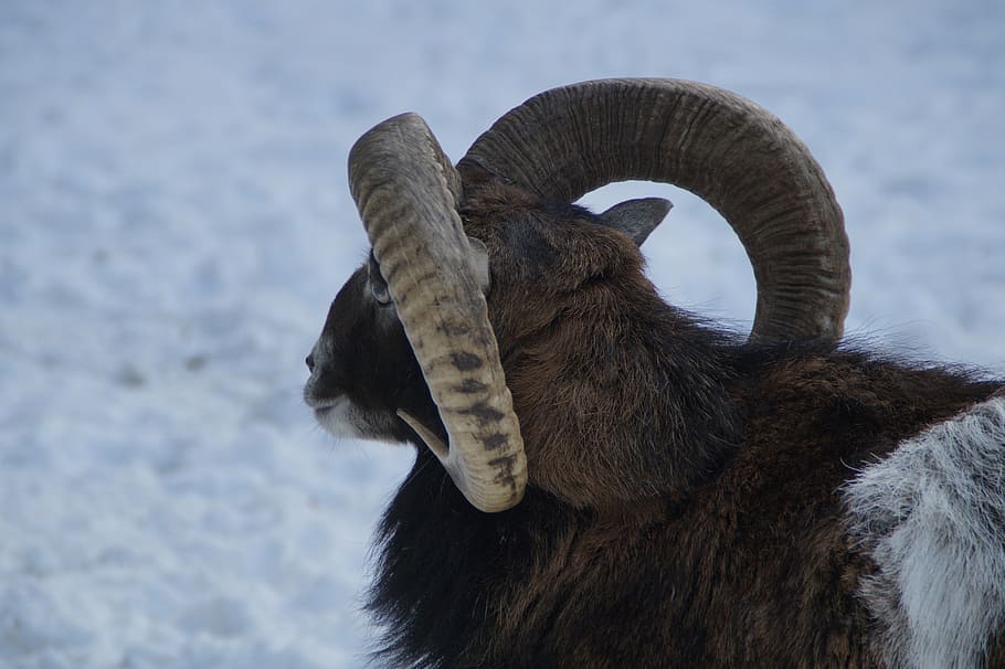 sheep, mouflon, winter, snow, winter fur, wintry, cold, white HD wallpaper