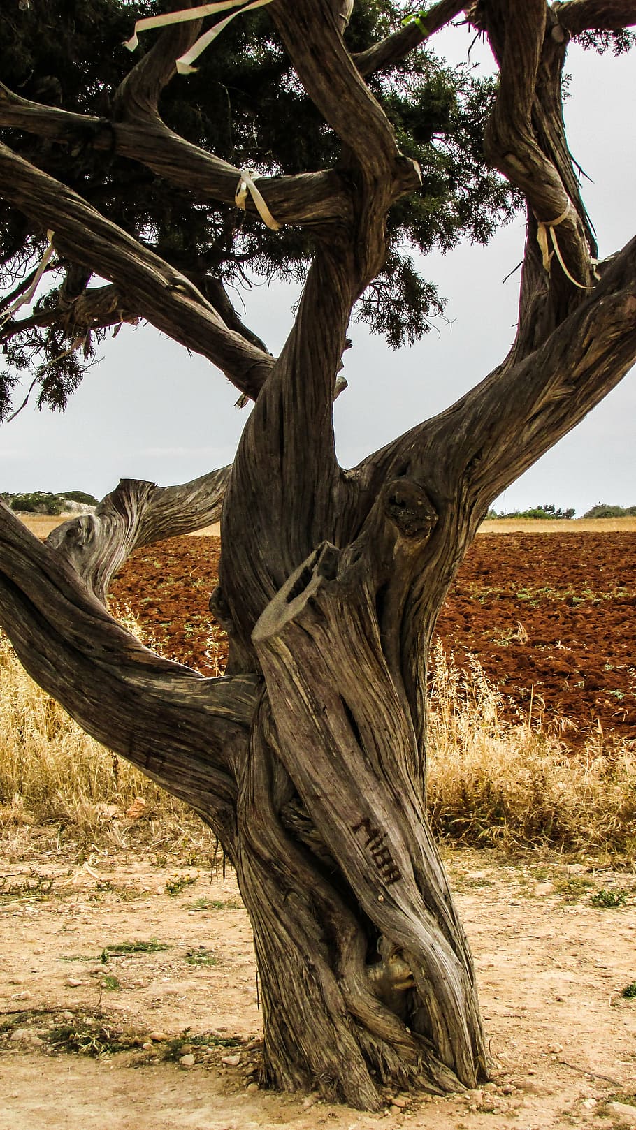 cyprus, cavo greko, tree, nature, plant, tree trunk, no people HD wallpaper