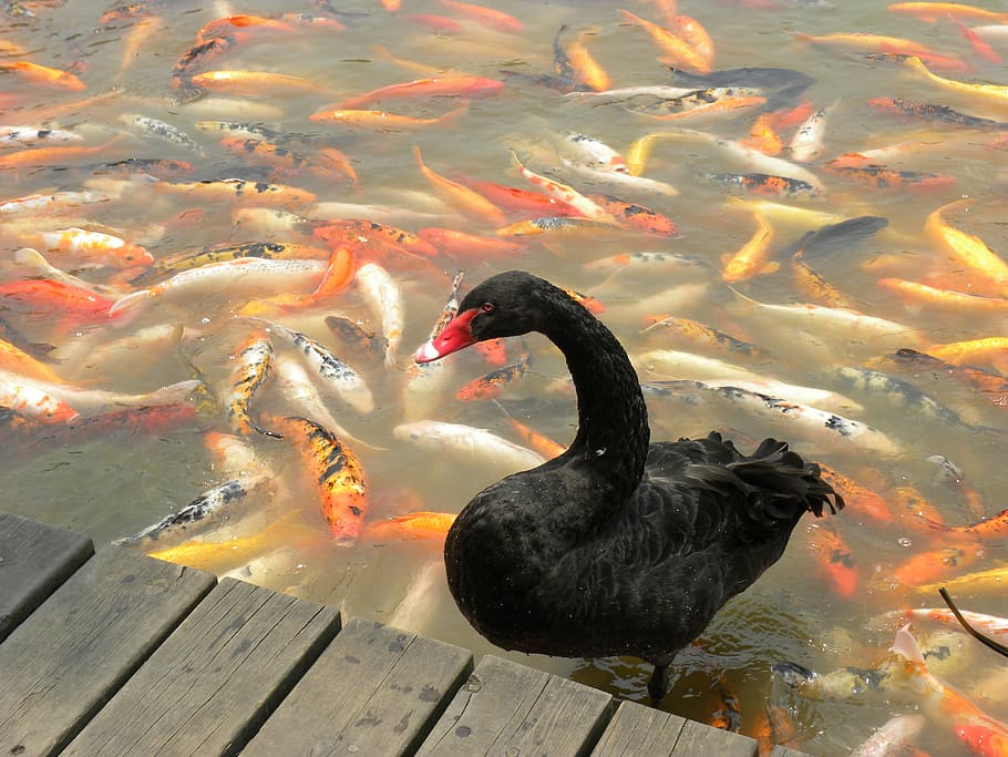 swan, black, koi, goldfish, water, china, chengdu, animal themes HD wallpaper