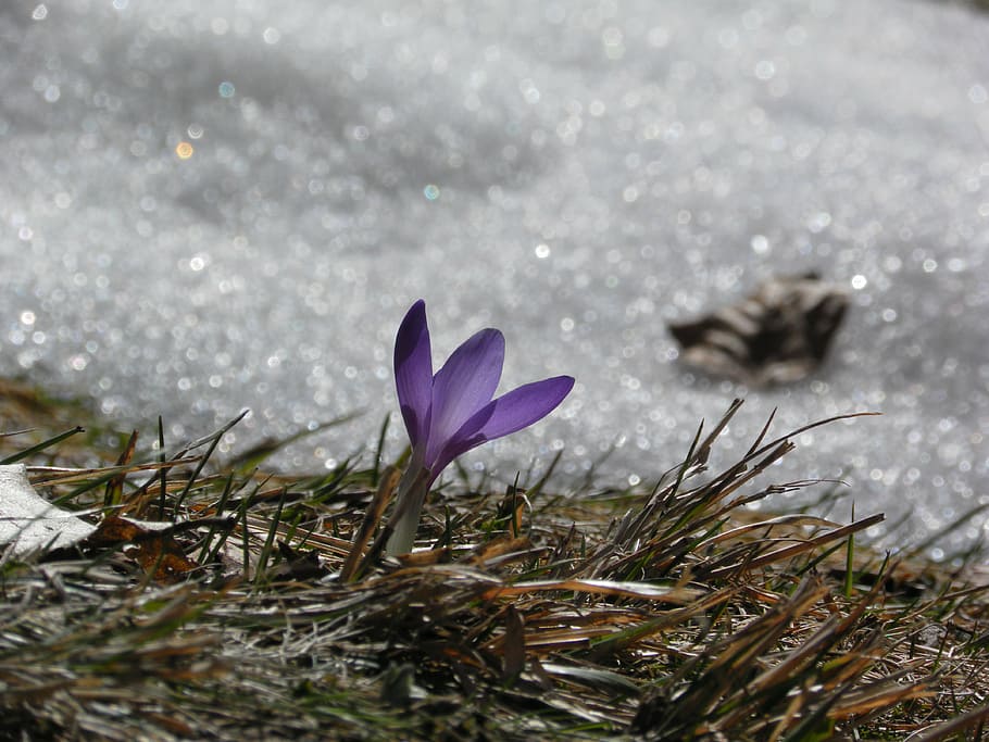 crocus, flower, snow, grass, plant, flowering plant, vulnerability HD wallpaper