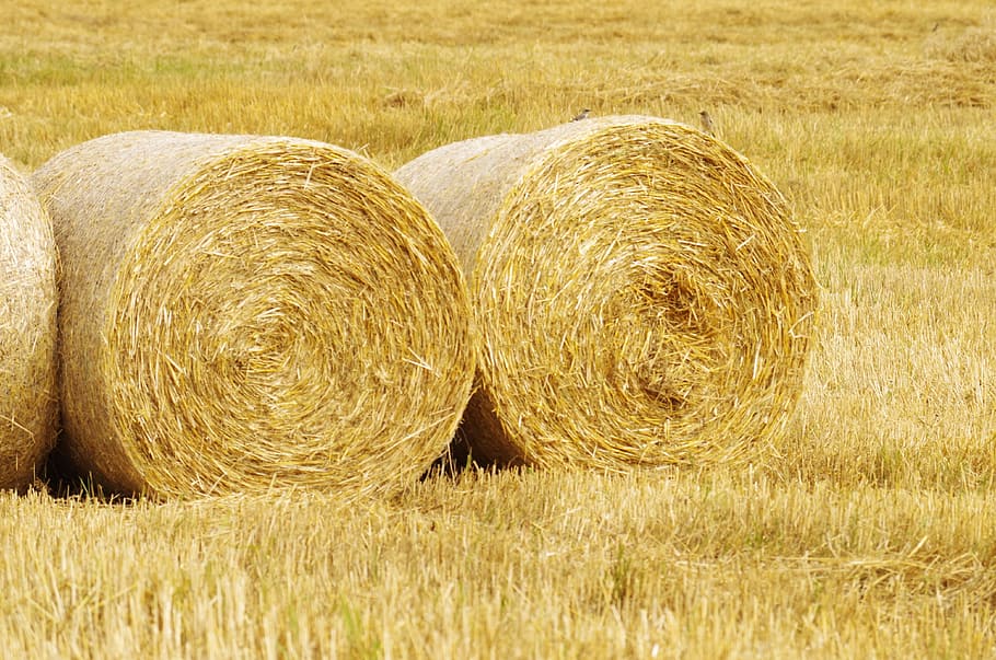 hay, straw, disc, field, harvest, bale, agriculture, farm, plant HD wallpaper