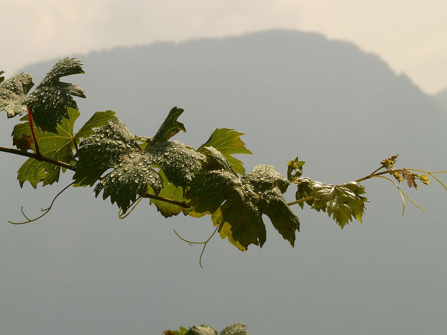 close-up photography of green leafed tree, Wine, Vine, Leaves HD wallpaper