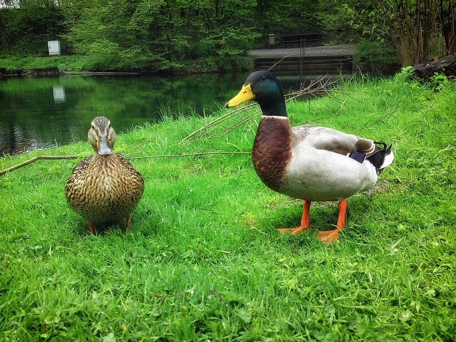 ducks, birds, macro, close-up, lake, water, grass, plants, waterfowl HD wallpaper