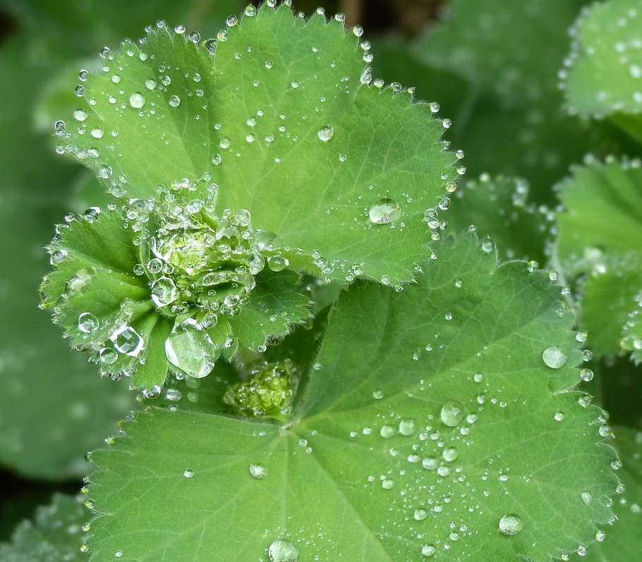Droplets, Dew, Leaf, Fresh, Garden, freshness, green color HD wallpaper
