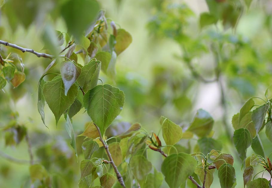 leaves, green, casey, plant, growth, leaf, plant part, green color HD wallpaper