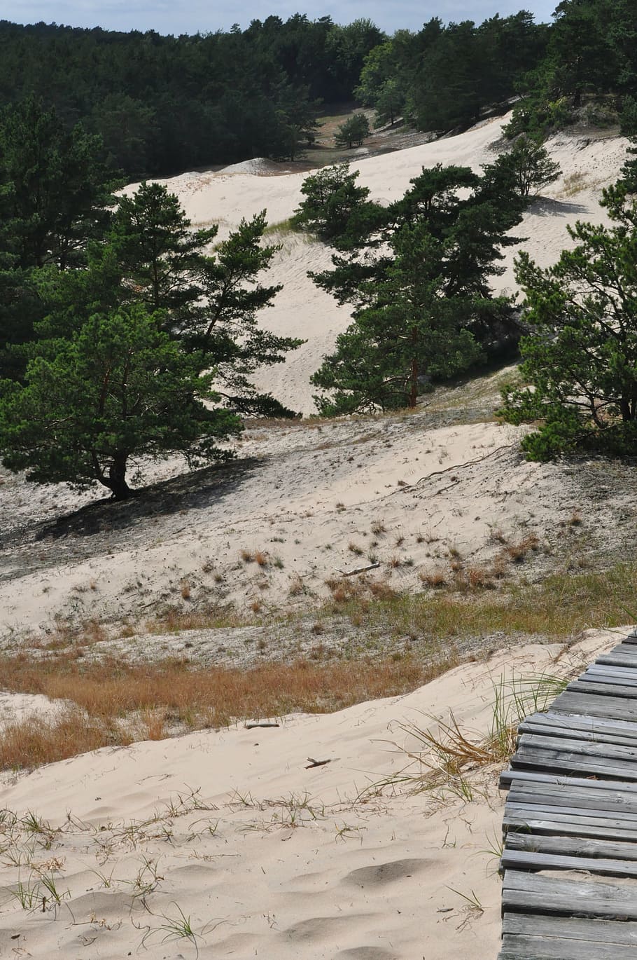 dune, the coast, sand, tree, vegetation, filling, landscape HD wallpaper