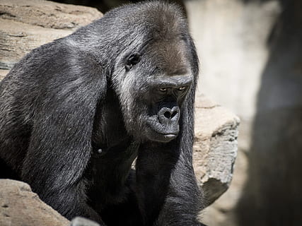 selective-focus photography of black gorilla, Monkey, Apes HD wallpaper