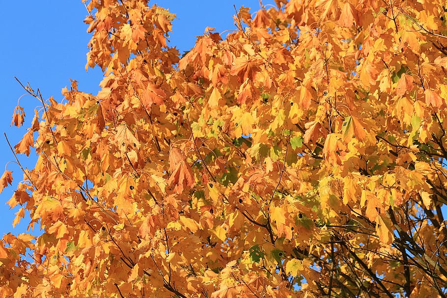 fall foliage, maple, autumn mood, maple tree, leaves, fall leaves HD wallpaper