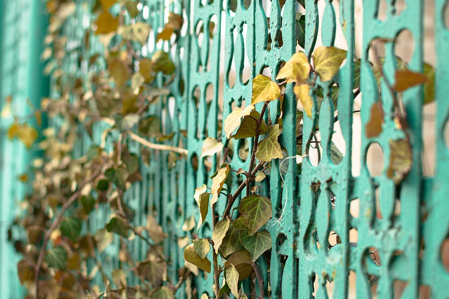 fence, leaves, vines, green color, no people, day, metal, close-up HD wallpaper