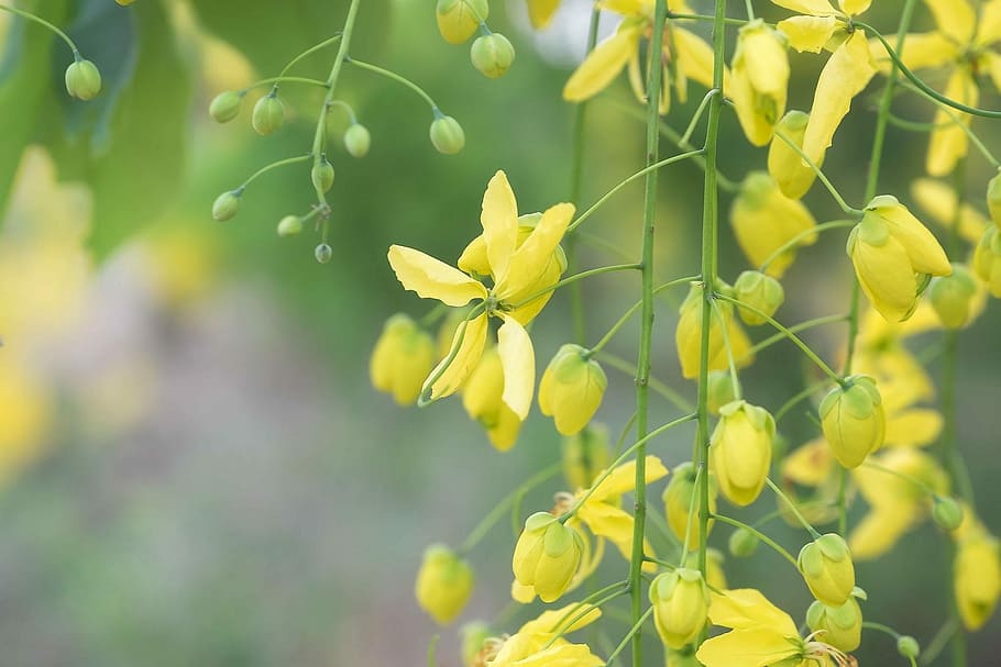 Flowers, Yellow, Bloom, plant, growth, nature, leaf, flowering plant HD wallpaper