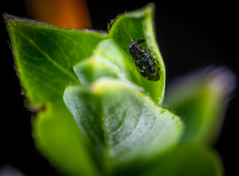 insect, macro, green color, leaf, plant part, close-up, selective focus HD wallpaper