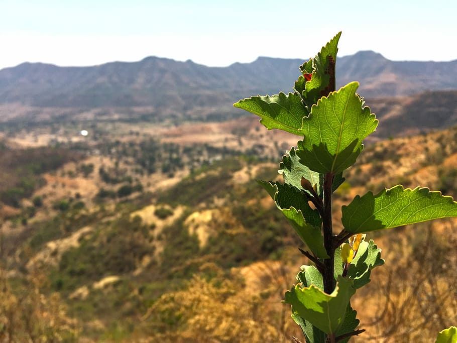 Green, Leaves, Natural, Agriculture, leaf, plant, afternoon