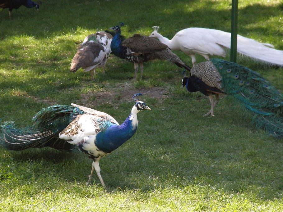 entertainment, park, walk, bird, animal themes, vertebrate HD wallpaper