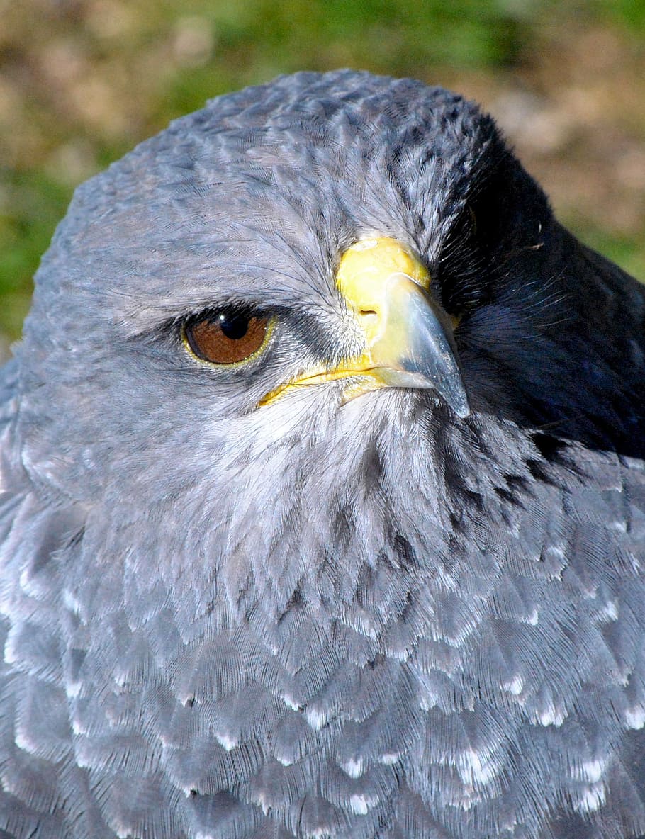 ave, nature, animal, bird, bird watching, eagle, bird of prey HD wallpaper