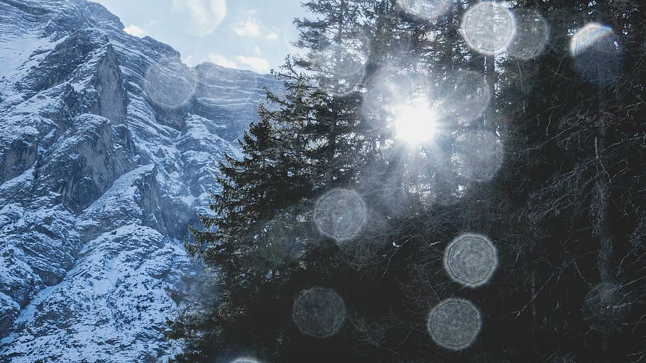 bokeh, bright, cold, forest, zing, frozen, ice, icy, landscape HD wallpaper