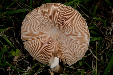 fungus, mushroom, toadstool, texture, forest, queensland, australia HD wallpaper