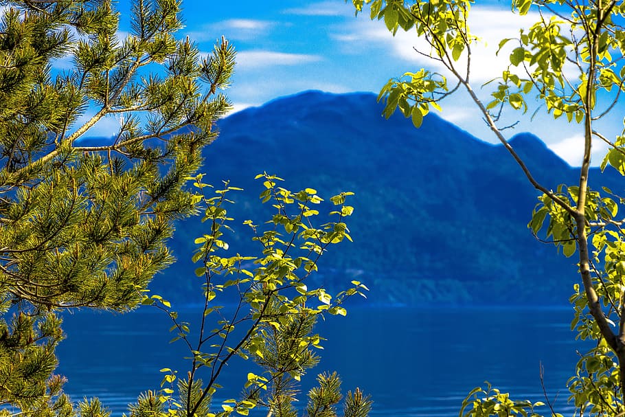 green leafed trees and mountain photo at daytime, Forest, Foliage, HD wallpaper