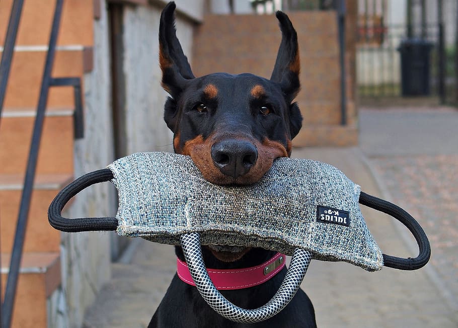 doberman, dog, keep, pillow, smart, one animal, canine, pets HD wallpaper