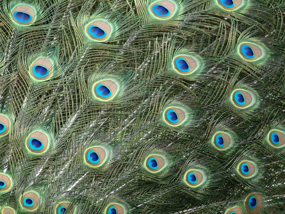 peacock, peacock feathers, colorful, eyes, pavo cristatus, bird, HD wallpaper