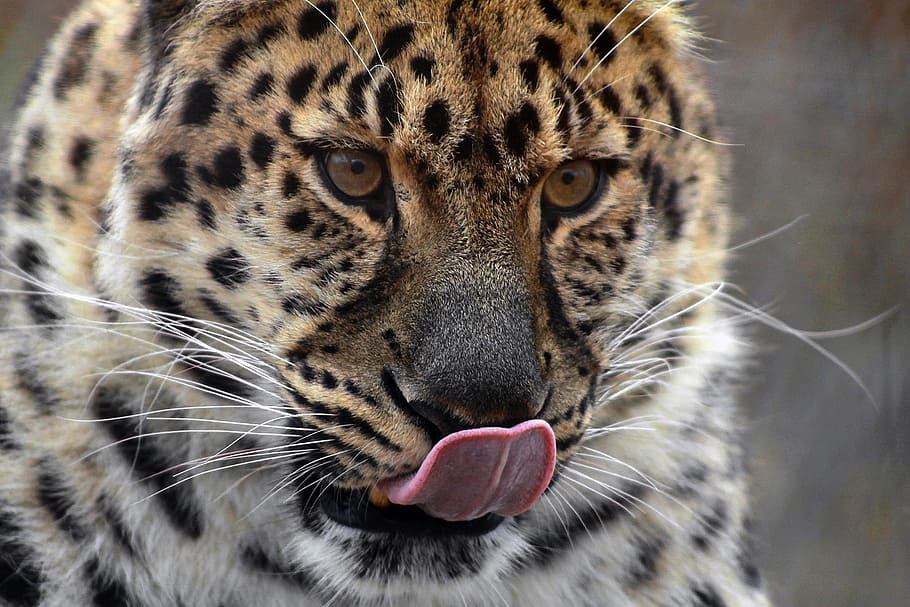 Cheetah with tongue's out, leopard, big cat, animal, animal themes HD wallpaper