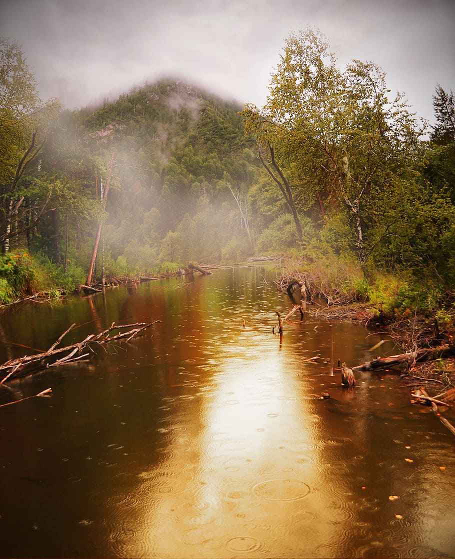 river between green leaf tree during daytime photo, forest HD wallpaper