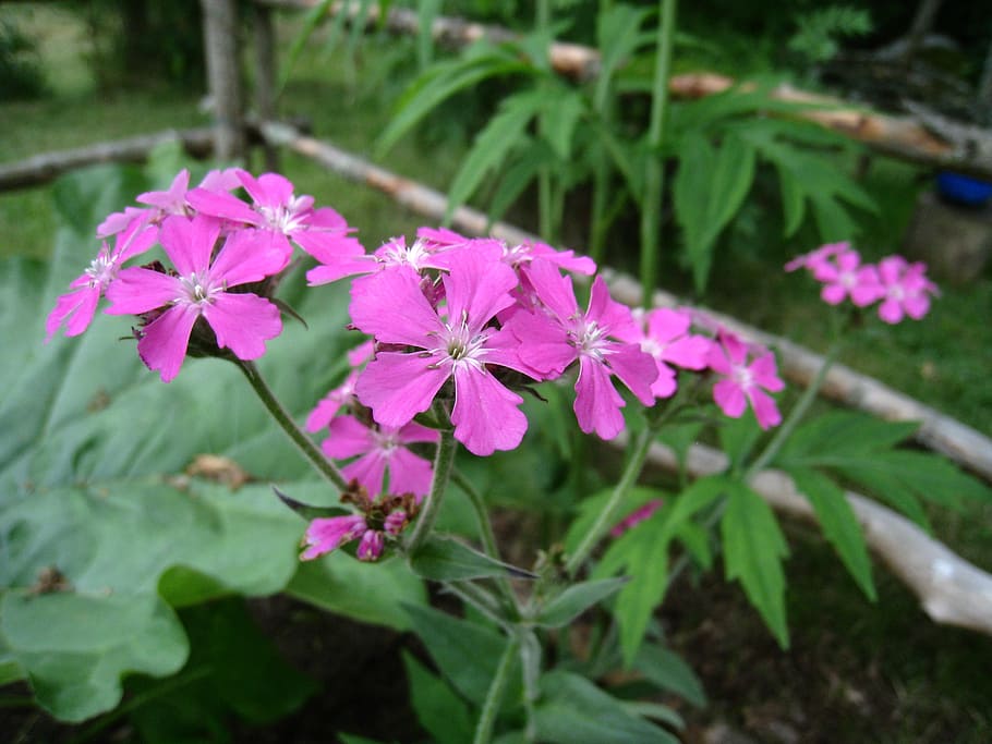 flowers, purple, summer, leaf, green, garden, flowering plant HD wallpaper