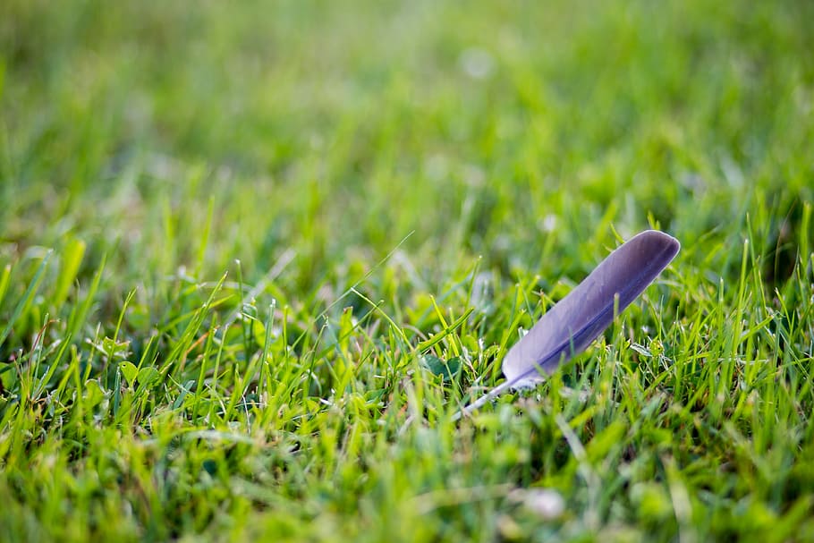grass, summer, nature, growth, field, feather, bird, rural HD wallpaper