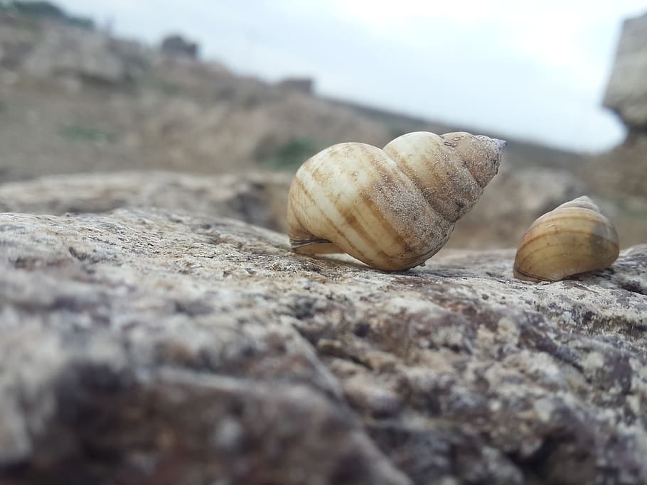 sea, shell, two shell, nature, rock, stone, sky, selective focus HD wallpaper
