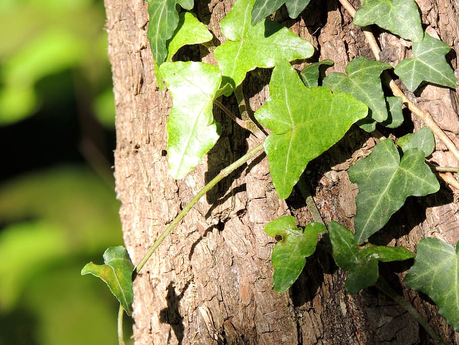 Ivy, Climber, Tree, Bark, Forest, tree trunk, green color, leaf HD wallpaper