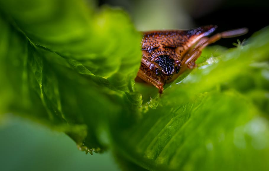 insect, macro, bug, beetle, green color, plant part, leaf, close-up HD wallpaper