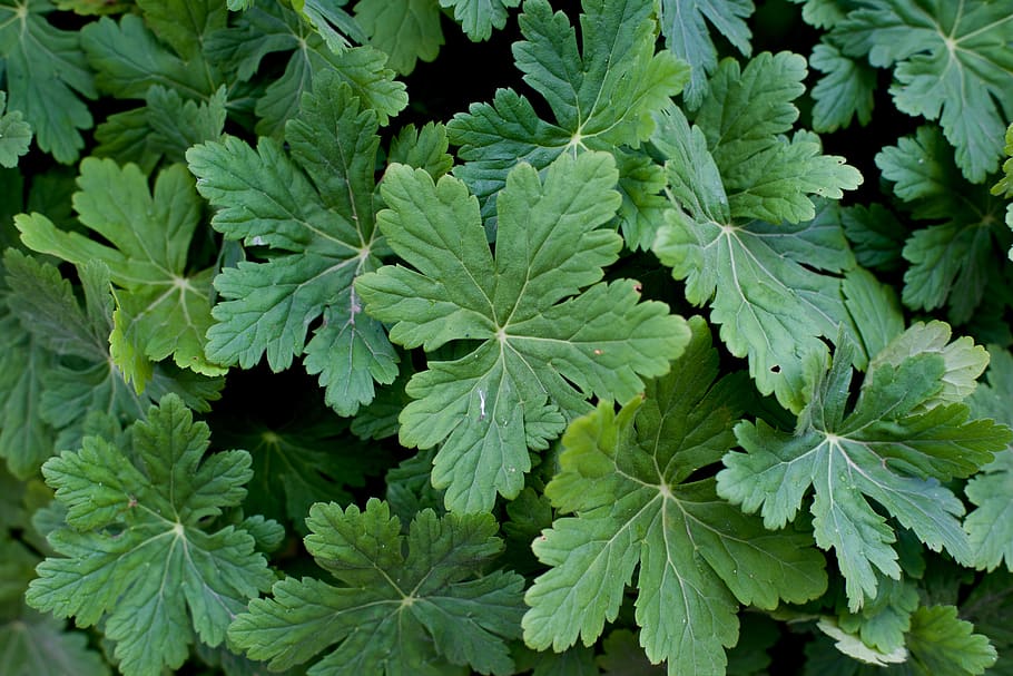 geranium, flowers, background, green, green color, leaf, plant part HD wallpaper