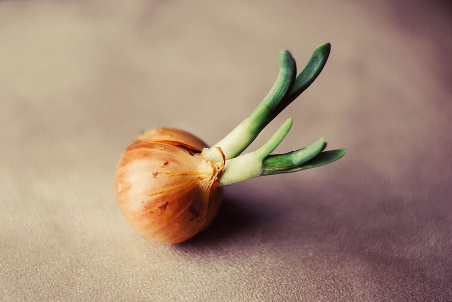 brown onion, vegetable, fresh vegetables, food, healthy, organic HD wallpaper