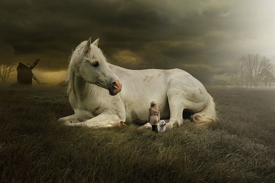 girl and dog beside white horse on green grass field, mammal, HD wallpaper