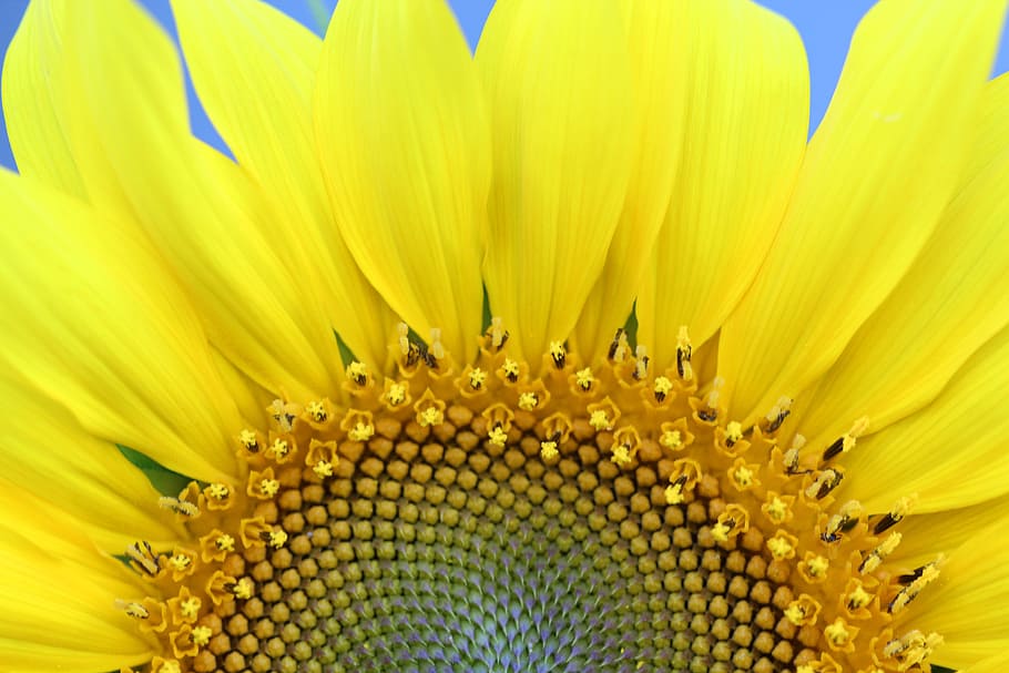 Sunflower, Yellow, Sun, Nature, petals, plant, summer, close-up HD wallpaper