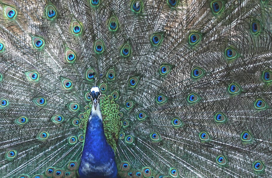 peacock photo, four spot, feather, bird, colorful, iridescent HD wallpaper