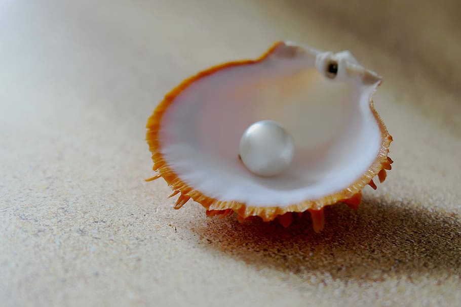 white pearl on sea shell, the beach pearl, sand, seashell, close