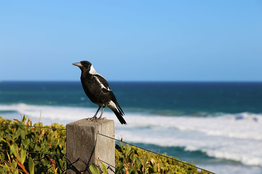 magpie, australia, wildlife, bird, beak, nature, sea, animal