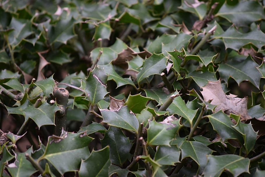 holly, tips, nature, shrub, leaves, evergreen, leaf, plant HD wallpaper