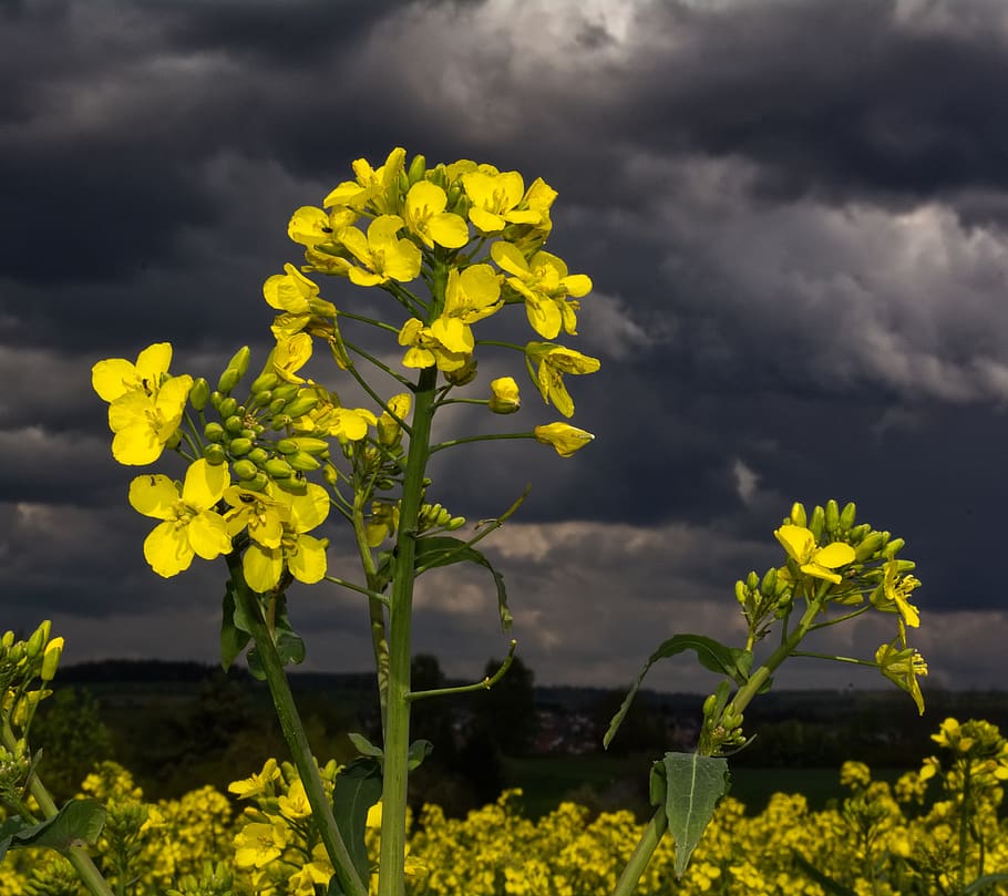 nature, landscape, rape, atmosphere, flower, flowering plant HD wallpaper
