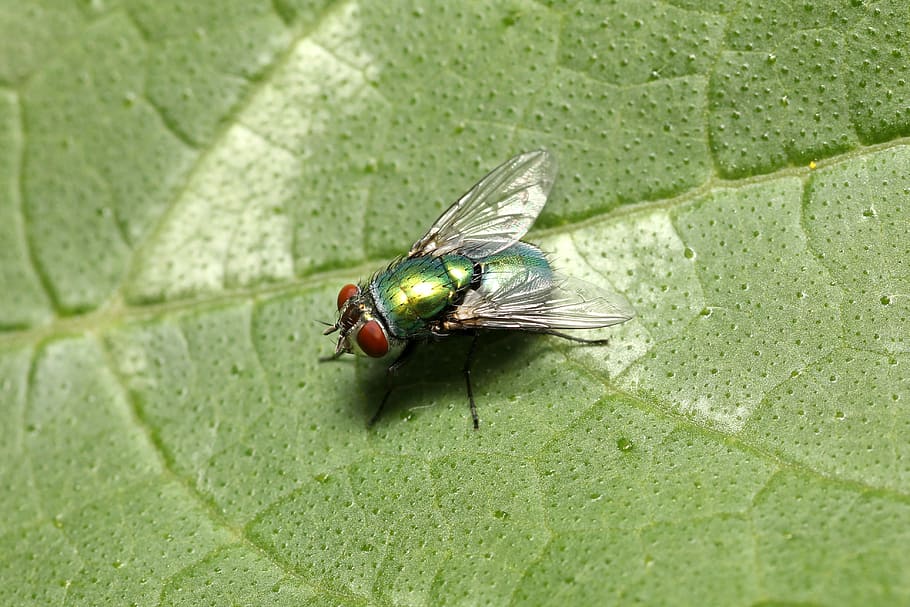 fly, mosquito, insect, macro, animal, close, wing, angescheint HD wallpaper
