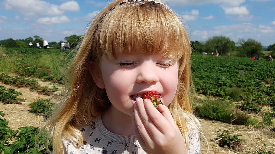 strawberry, fields, picking, farm, organic, fruit, fresh, red