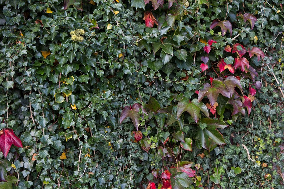 background, green, structure, pattern, plant, wall, nature HD wallpaper