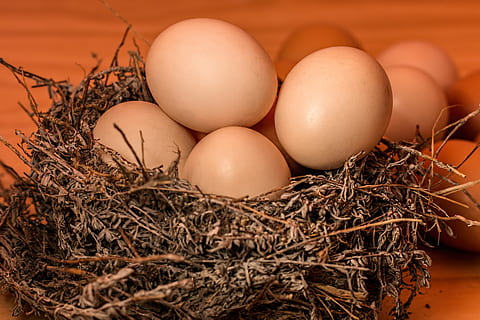 gray nest with eggs on brown wooden surface, crowded, full HD wallpaper