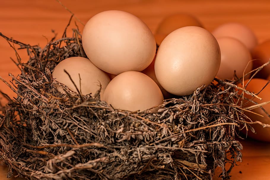 gray nest with eggs on brown wooden surface, crowded, full, overflowing, HD wallpaper