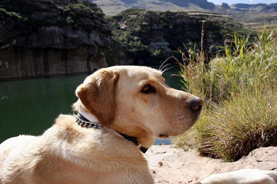 easter cape, dog, labradore, rocks, dam, mountains, face, canine HD wallpaper