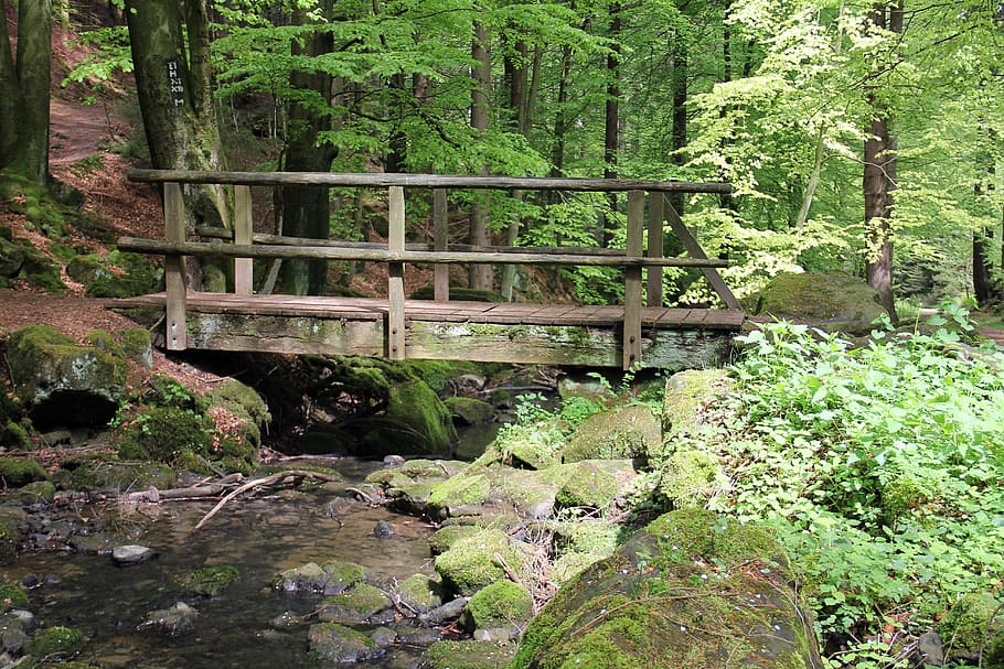 wooden bridge surrounded with trees at daytime, forest, bach HD wallpaper